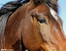 马约卡队员在比赛中大放异彩，展现出色实力